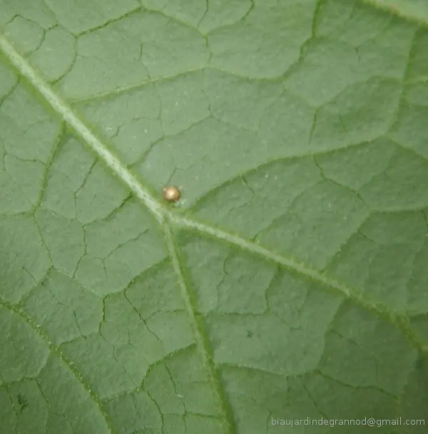 /membres/images/83700288762628507/2012/05_06/parasite600marq.webp