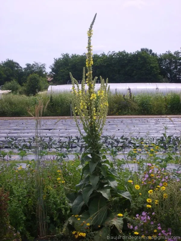 /membres/images/83700288762628507/pages/bf_bouillon_blanc_600marq.webp
