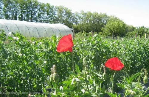 /membres/images/83700288762628507/pages/bf_coquelicots500marq.webp
