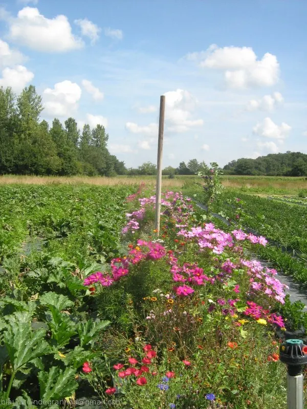 /membres/images/83700288762628507/pages/bfcourgette_poteau600marq.webp