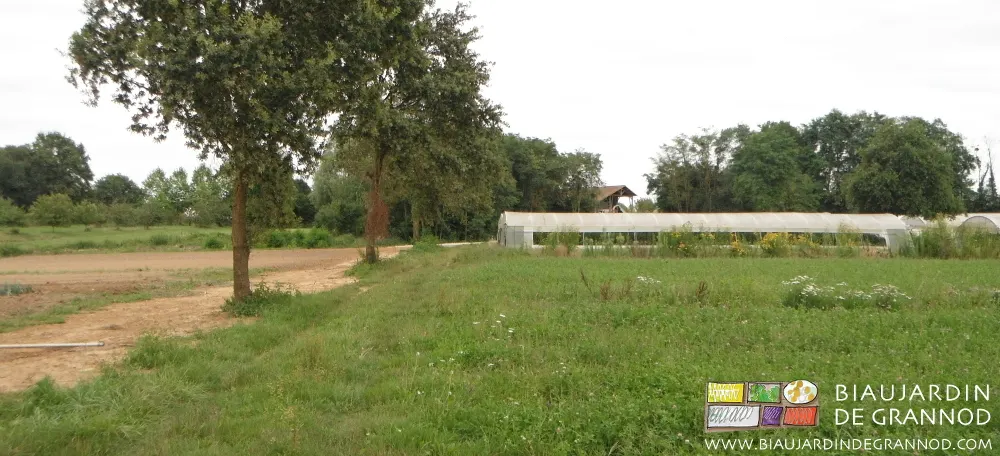 En haut d'une des parcelles de jardin, de la place pour de nouveaux tunnels.