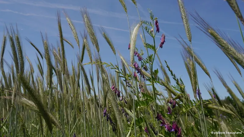 essai de bande fleurie avec notamment céréales en mélange pour cultiver la biodiversité