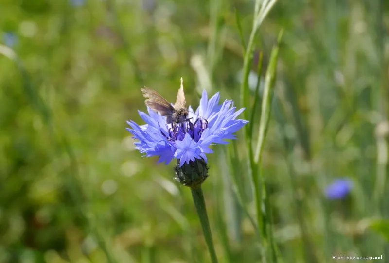 bleuet visité