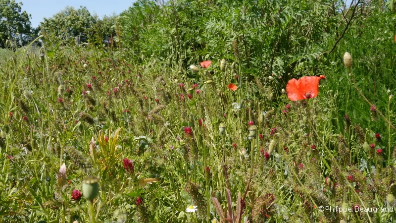 les biaux jardiniers laissent venir à maturité quelques planches riches en coquelicot pour en récolter la graine de façon à étendre cette pratique en économisant sur le prix de la semence                                                          