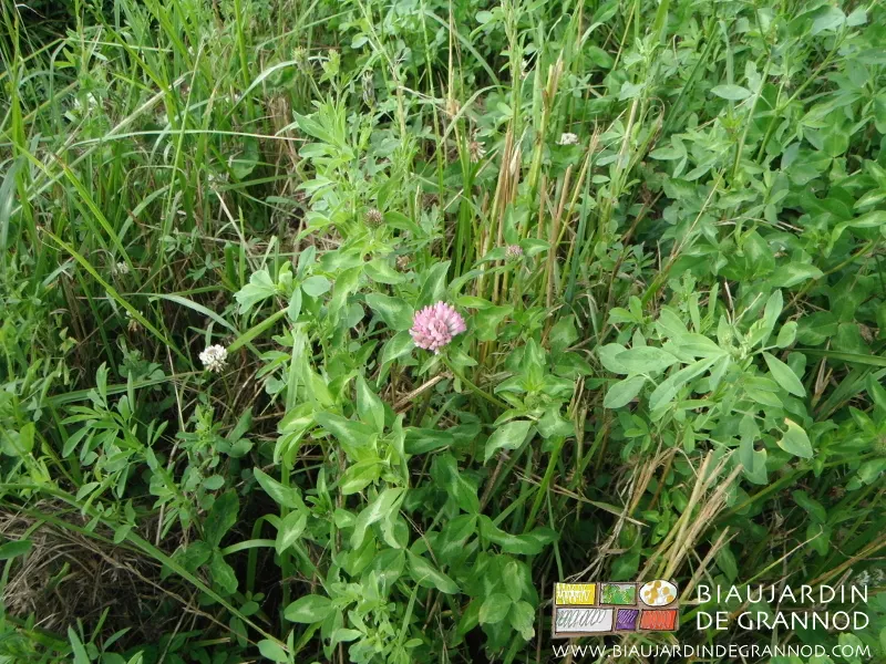 engrais vert pluriannuel avec graminées, luzerne et mélange de trèfles