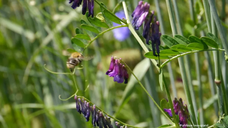 le biau jardinier aimerait être capable de mettre aussi le son !