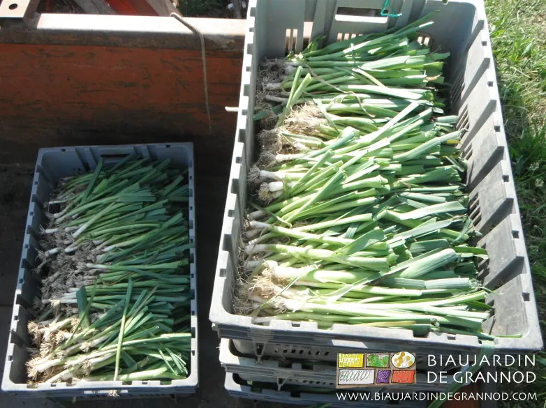 Les plants prêts pour le repiquage sont stockés au frais en attente de plantation.