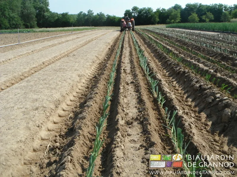 La plantation des poireaux, çà dure, çà dure...