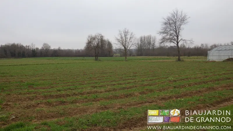 triste jardin en tenue d'hiver triste jardin en tenue d'hiver