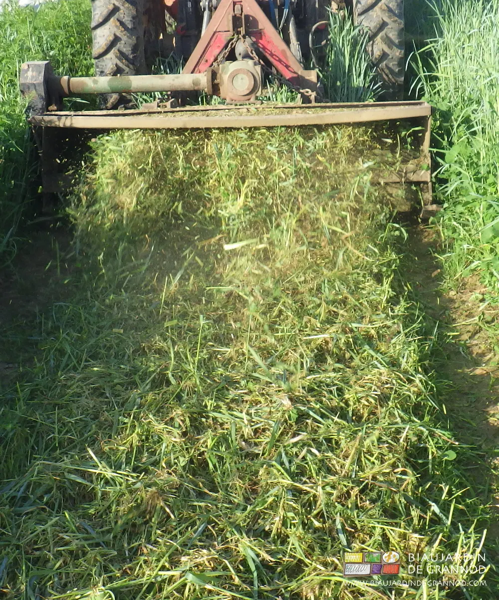 Le broyeur, outil indispensable pour l'incorporation des engrais verts, mais outil dangereux pour la faune... Le broyeur, outil indispensable pour l'incorporation des engrais verts, mais outil dangereux pour la faune...
