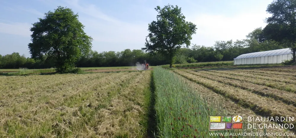 Engrais vert pluriannuel broyé pour incorporation ou pour entretien, épandage de fumier de bovin rapidement composté, bande fleurie en semis d'automne et hivernée. Engrais vert pluriannuel broyé pour incorporation ou pour entretien, épandage de fumier de bovin rapidement composté, bande fleurie en semis d'automne et hivernée.