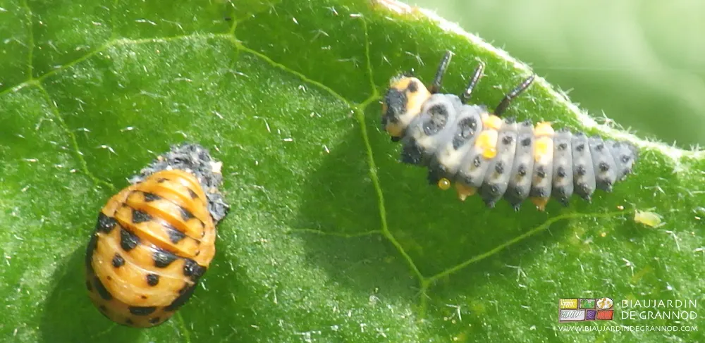 2 stades de la larve de coccinelle