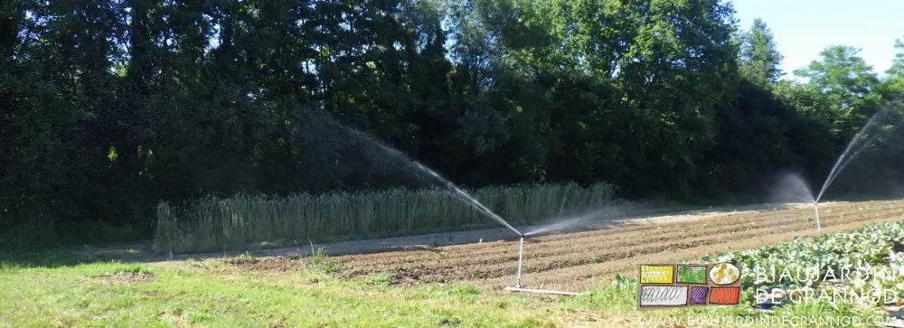 arrosage par asperseurs à bas débit pour économiser la ressource en eau