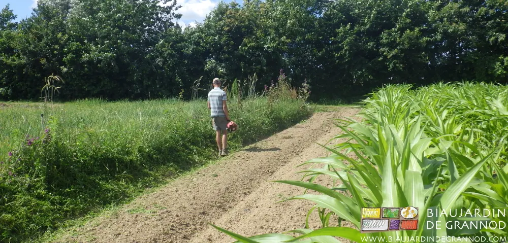 Les bandes fleuries sont une culture à part entière : le Biau Jardinier les entretient.