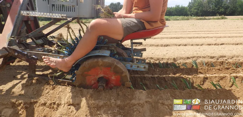 Mise en place du poireau avec la planteuse à pinces