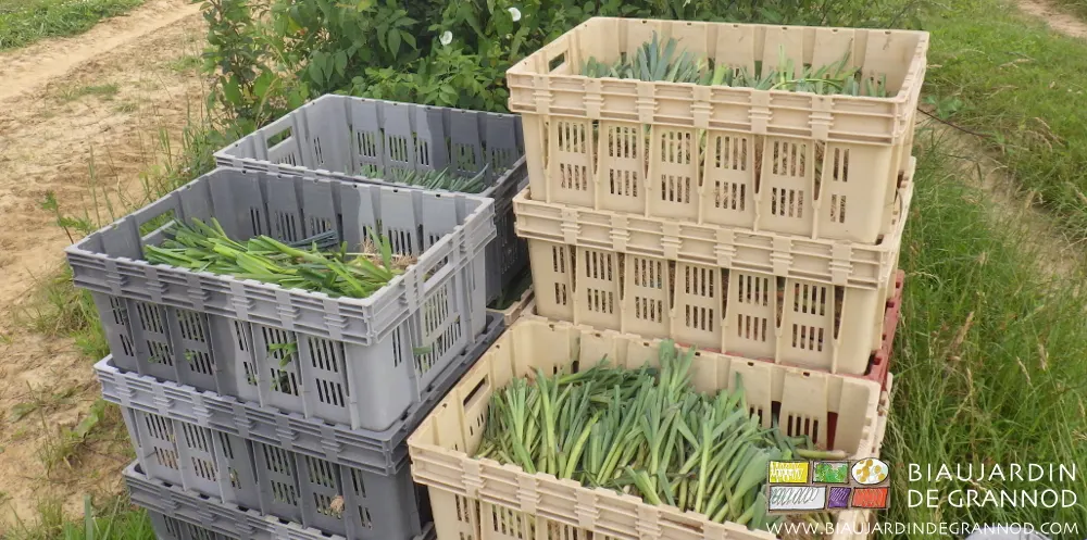 Les Biaux Jardiniers auto-construisent leur plant de poireau.