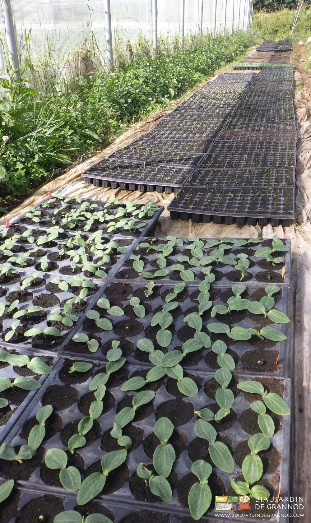 Plaques alvéolées des plants produits au Biau Jardin de Grannod