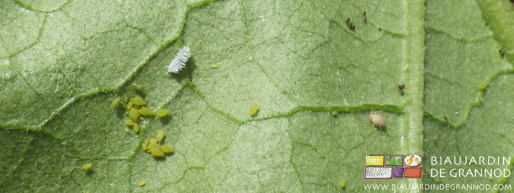 coccinelle scymnus sur aubergine du Biau Jardin de Grannod = pucerons en danger !
