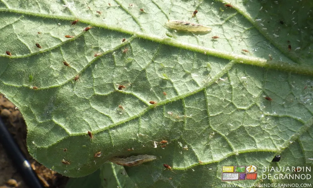 Deux larves de syrphe et pucerons victimes d'entomophthorales.