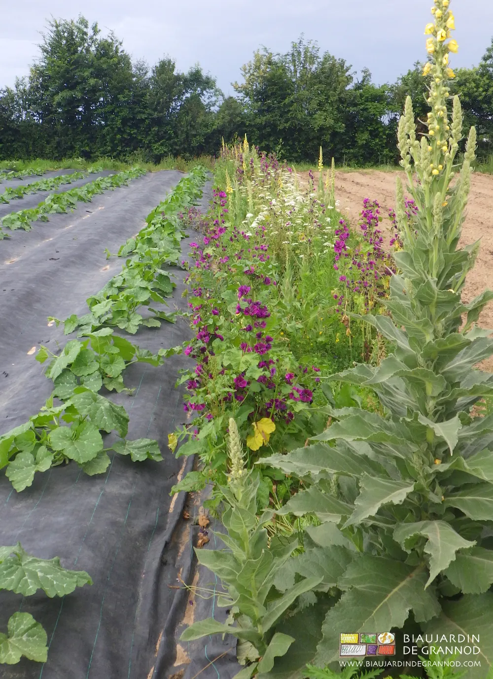 Bande fleurie pour auxiliaires dans le carré de courges.
