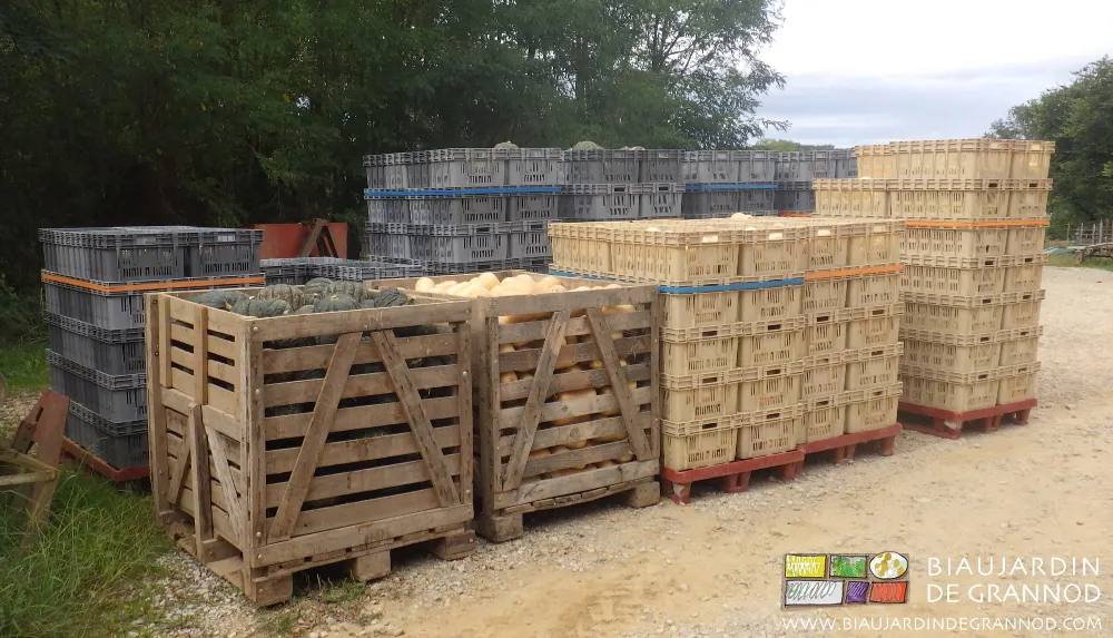 Rangement des courges en cagettes sur palettes ou en pallox