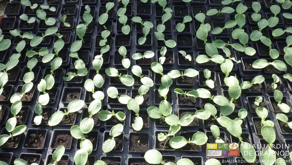 La production des plants de courges