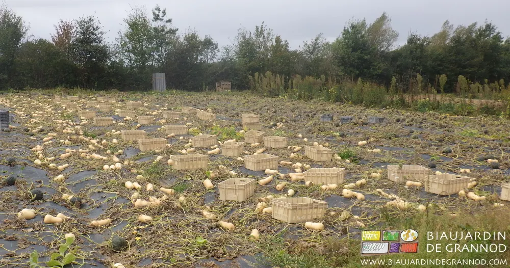 Récolte de courge butternut en cagettes empilables