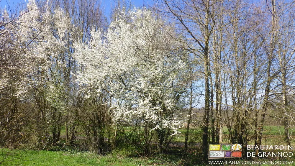 Haie bocagère de feuillus de pays plantés en mélange