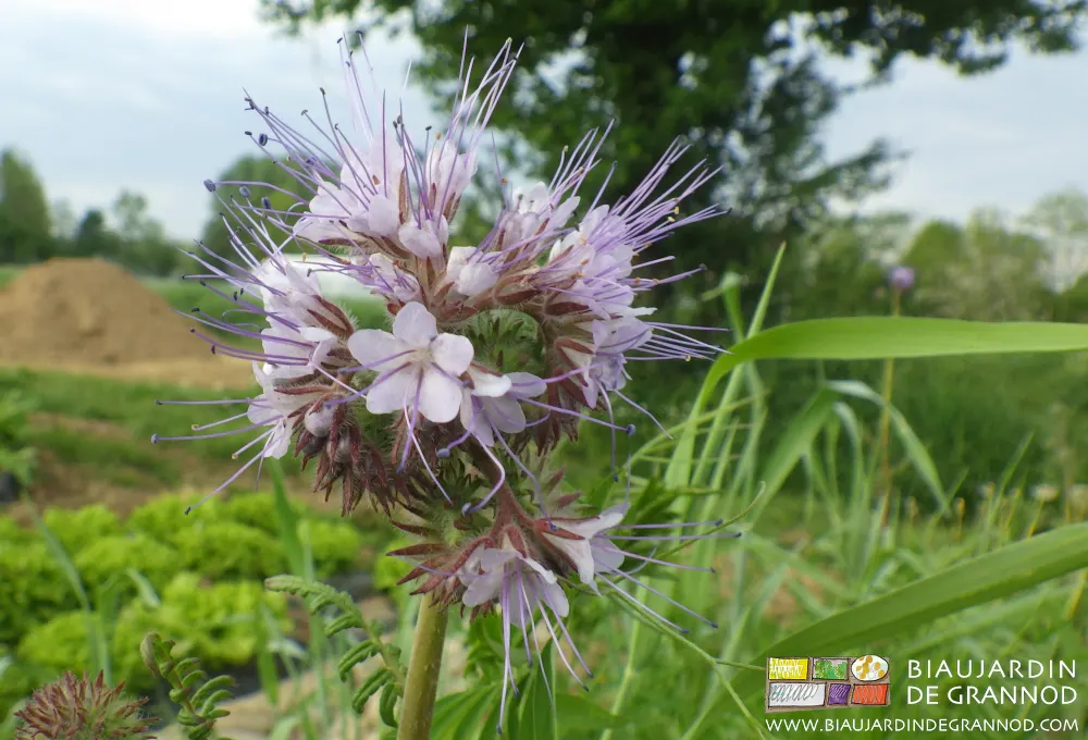 Phacélie engrais vert en fleur, sur fond de terre issue de l'aménagement autour du quadritunnel.