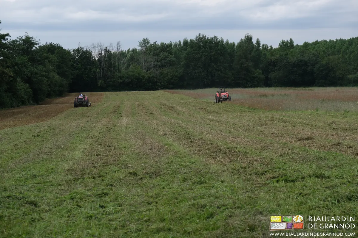 Déchaumage d'engrais vert, le broyeur précède, le rotovator déchaume, plus lentement.