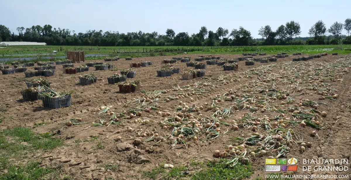 Ramassage manuel des oignons cultivés en planche permanente et mise en cagettes. Ramassage manuel des oignons cultivés en planche permanente et mise en cagettes.
