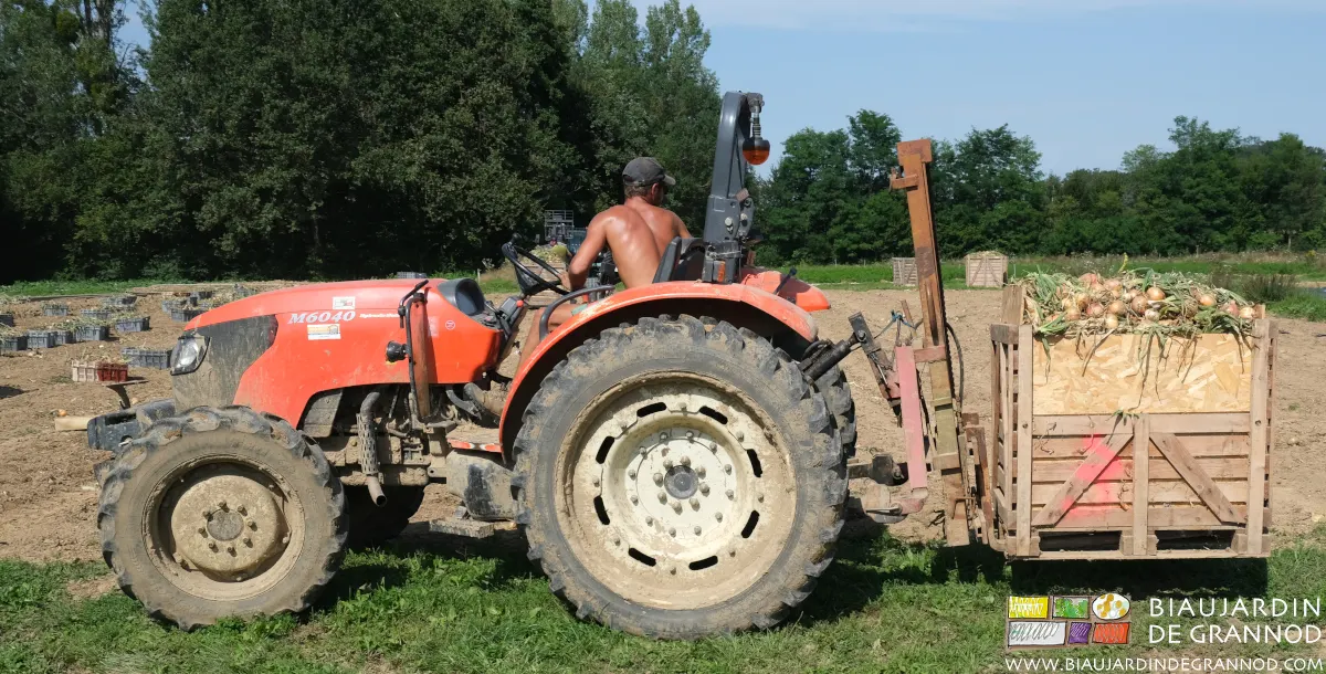 Manutention des palox grâce à la fourche lève palettes du tracteur. Manutention des palox grâce à la fourche lève palettes du tracteur.