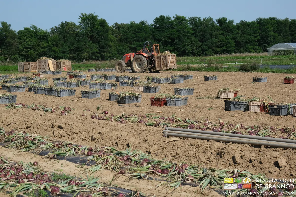 Équipé de sa fourche lève-palettes, le tracteur roule dans les allées permanentes. Équipé de sa fourche lève-palettes, le tracteur roule dans les allées permanentes.