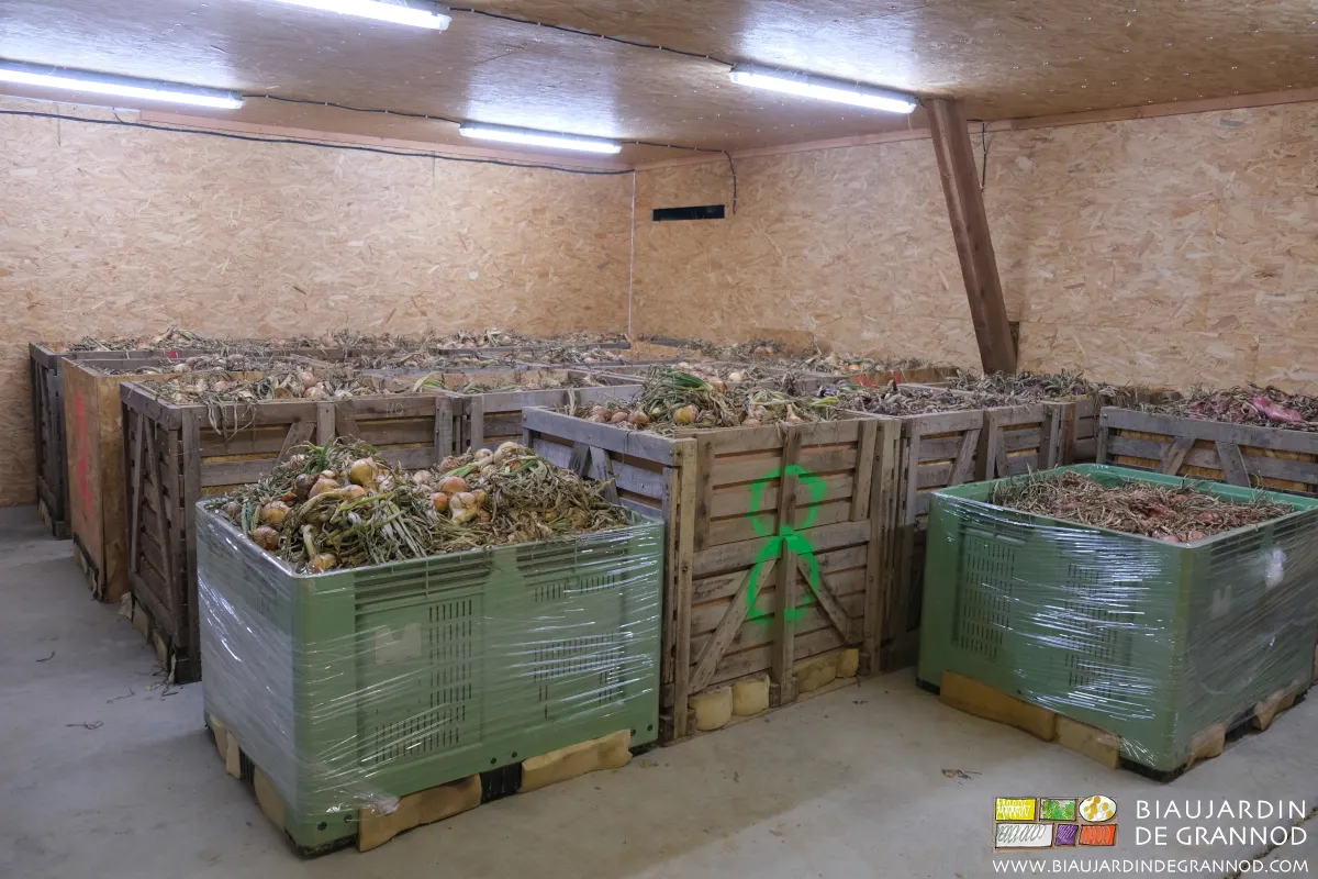 Séchage de l'oignon en palox par ventilation dans le local de conservation auto-construit. Séchage de l'oignon en palox par ventilation dans le local de conservation auto-construit.