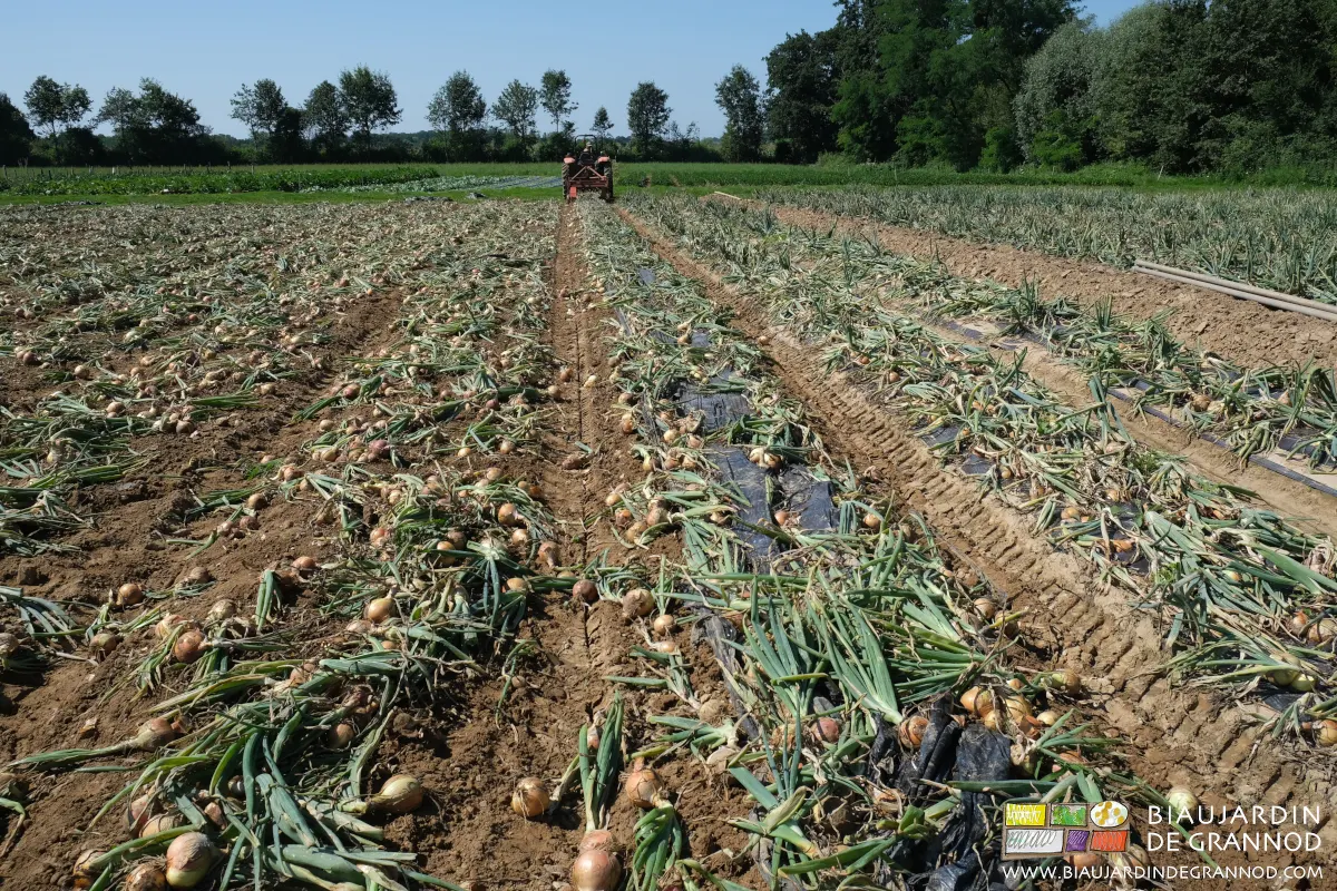 Arrachage mécanique de l'oignon cultivé en planche permanente. Arrachage mécanique de l'oignon cultivé en planche permanente.