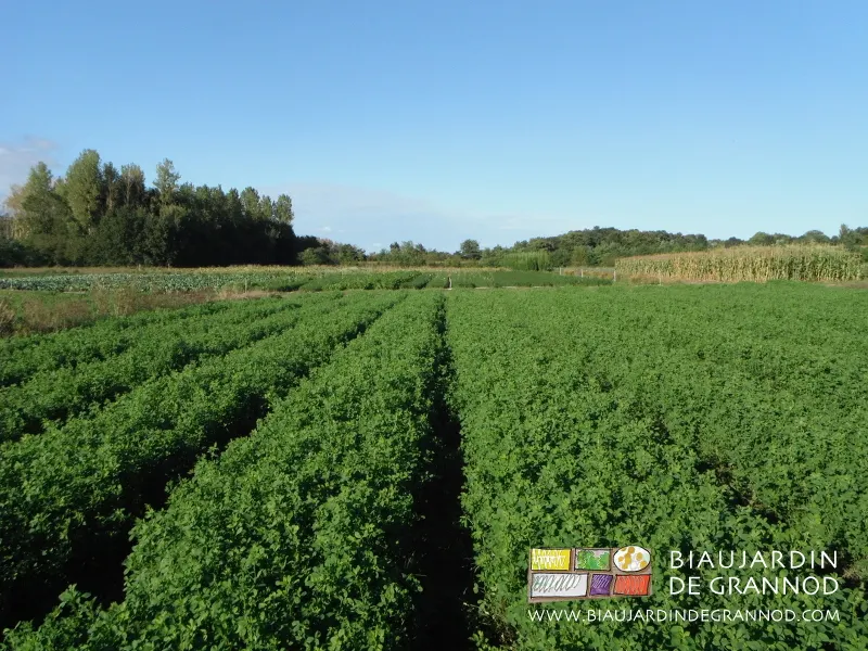 Un jardin fertile Le Biau Jardin de Grannod