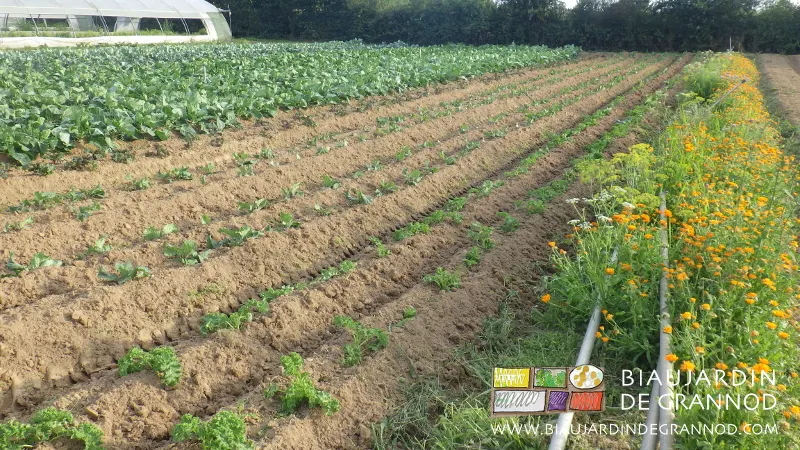 Chou frisé en feuille à coté d'une bande fleurie permanente