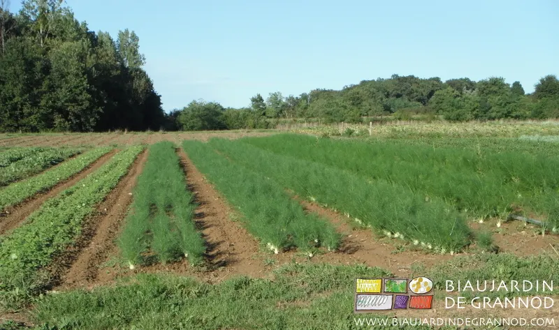 3 plantations échelonnées de fenouil en planche permanente cotoient des planches en engrais vert à hiverner.