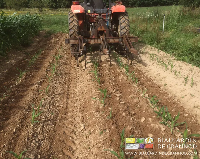 binage avec la barre porte-outils proposée en auto-construction par l'Atelier Paysan