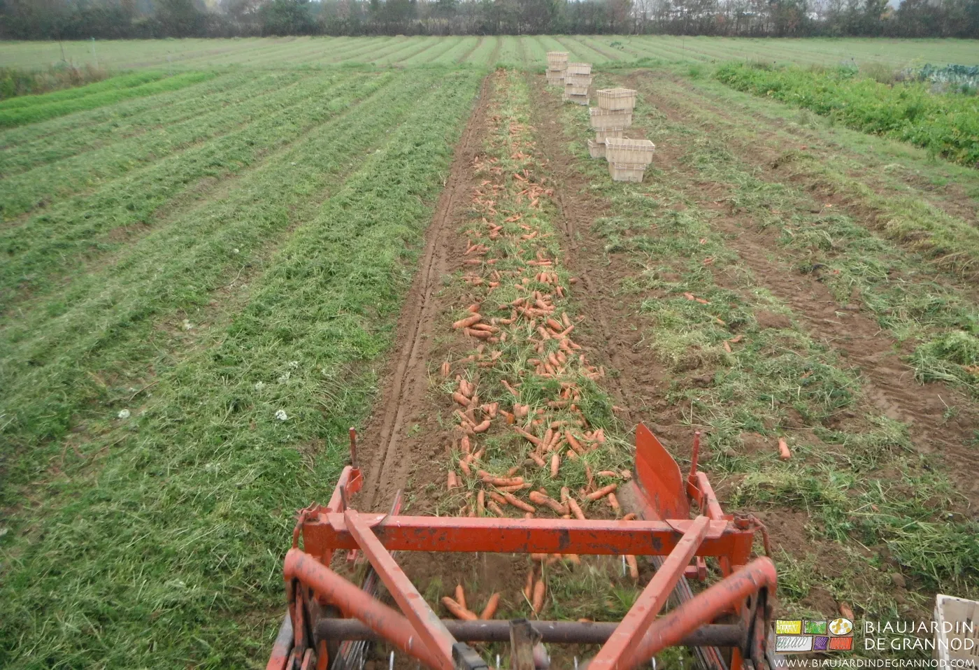 Récolte de carotte par la souleveuse, après broyage du feuillage.