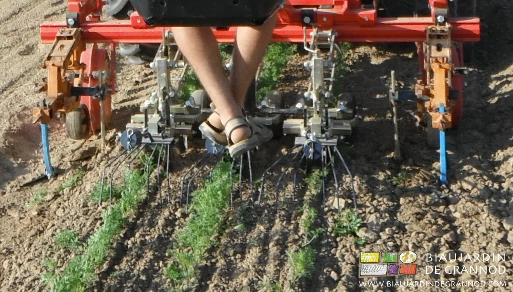 Binage de précision avec élements doubles et finition par herse étrille.