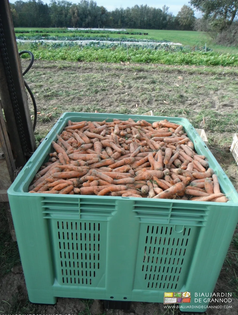 Les carottes stockées en pallox sont conservées au froid.