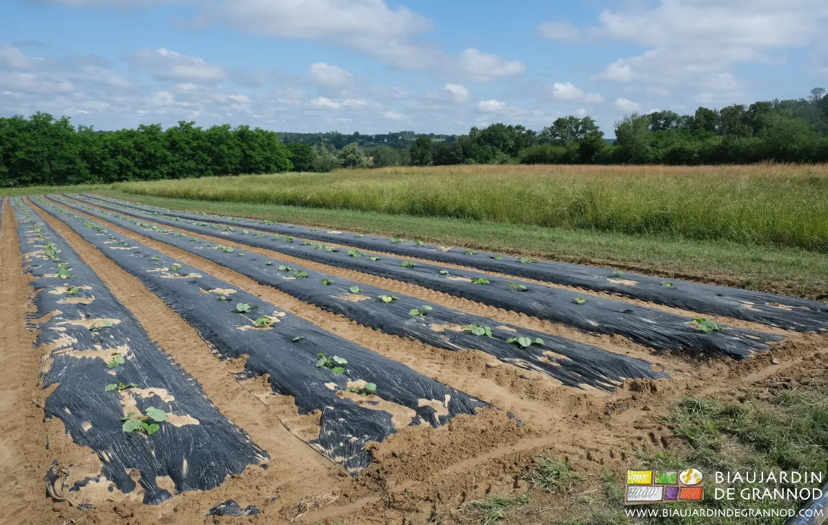 Culture de courge en planche permanente filmée en paillage biodégradable, allées binées mécaniquement.
