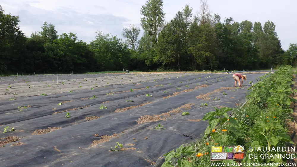 Plantation manuelle des carrés de courges