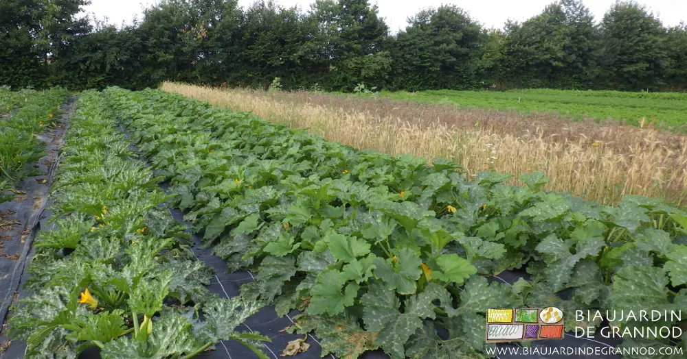 Carré de courgette voisinant avec une planche en céréale = diversification des auxiliaires