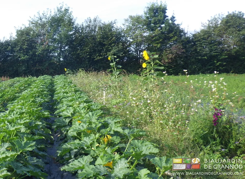 Bande fleurie permanente pour favoriser la pollinisation du carré de courgette en planche permanente.