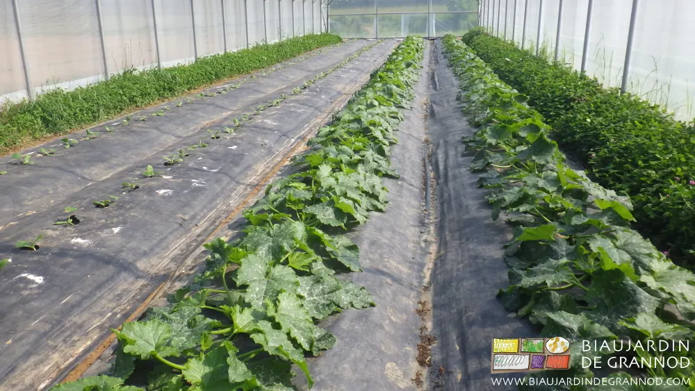 Échelonnement de courgette précoce sous tunnel.