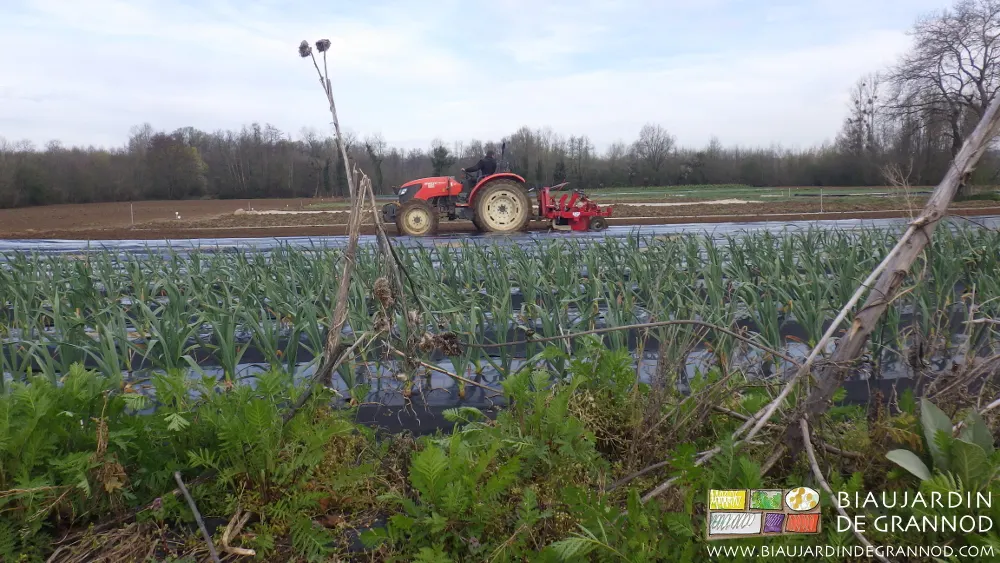 Bande fleurie permanente, planches d'ail, déroulage du paillage pour l'échalote. Bande fleurie permanente, planches d'ail, déroulage du paillage pour l'échalote.