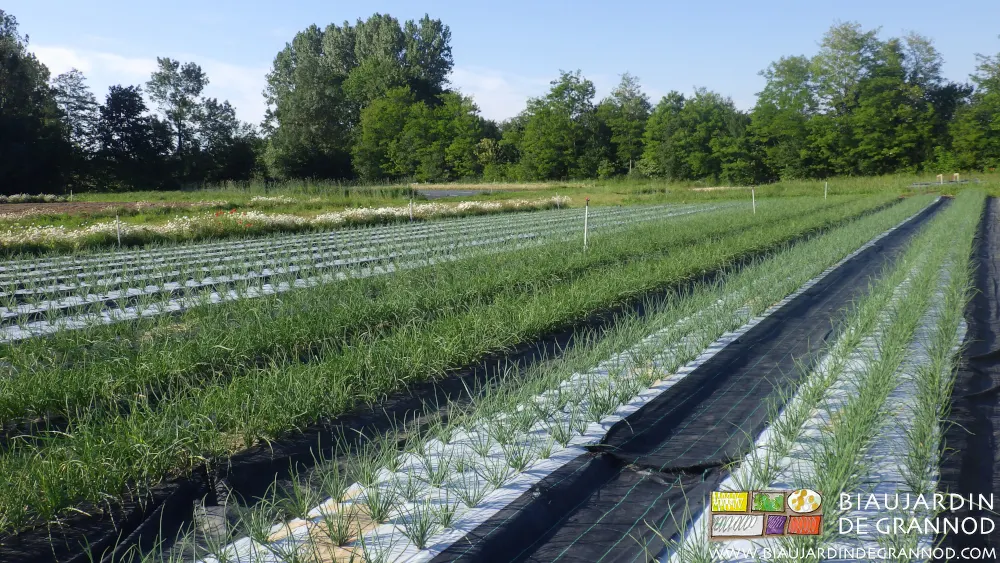 L'entretien dans les trous de plantation est indispensable ; il est manuel. L'entretien dans les trous de plantation est indispensable ; il est manuel.