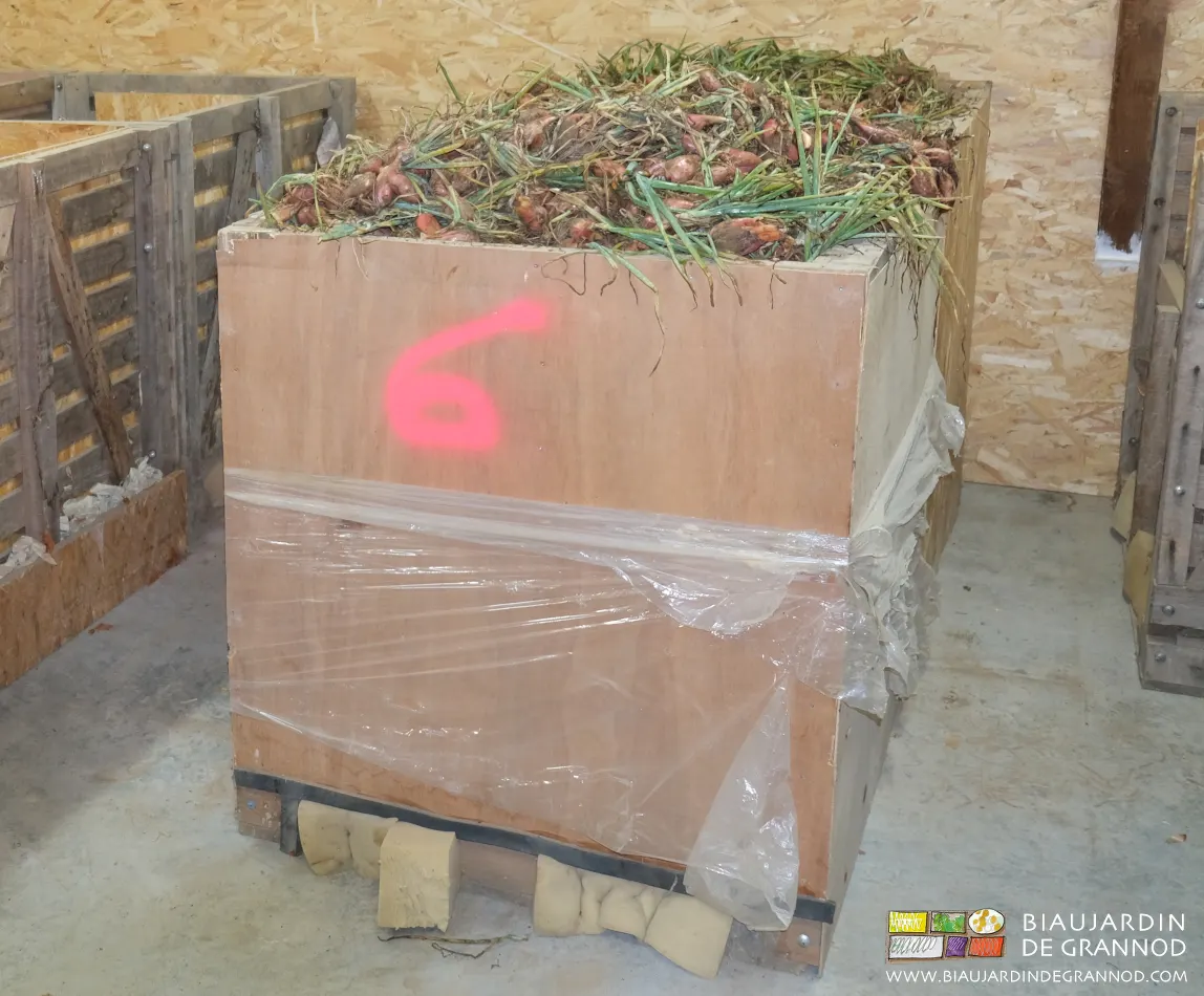 Récoltée avec encore des feuilles vertes, l'échalote est séchée en palox par ventilation dynamique. Récoltée avec encore des feuilles vertes, l'échalote est séchée en palox par ventilation dynamique.